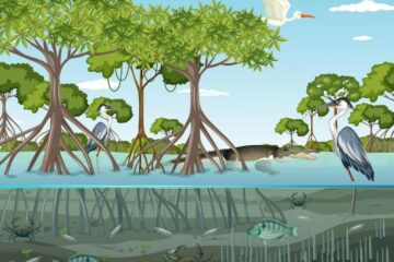 মডেল অ্যাক্টিভিটি টাস্ক | মডেল অ্যাক্টিভিটি টাস্ক পরিবেশ ও বিজ্ঞান