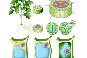মডেল অ্যাক্টিভিটি টাস্ক Class 6 পরিবেশ ও বিজ্ঞান Part 1 | ষষ্ঠ শ্রেণির এসাইনমেন্ট বিজ্ঞান উত্তর