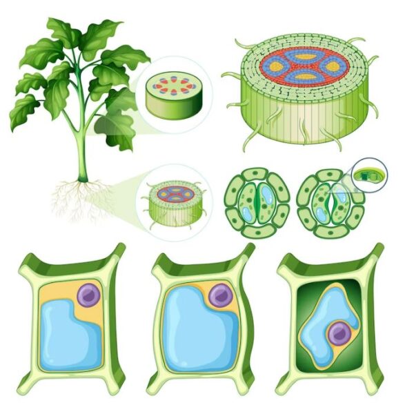 মডেল অ্যাক্টিভিটি টাস্ক Class 6 পরিবেশ ও বিজ্ঞান Part 1 | ষষ্ঠ শ্রেণির এসাইনমেন্ট বিজ্ঞান উত্তর