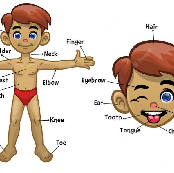 মডেল অ্যাক্টিভিটি টাস্ক স্বাস্থ্য ও শারীর শিক্ষা