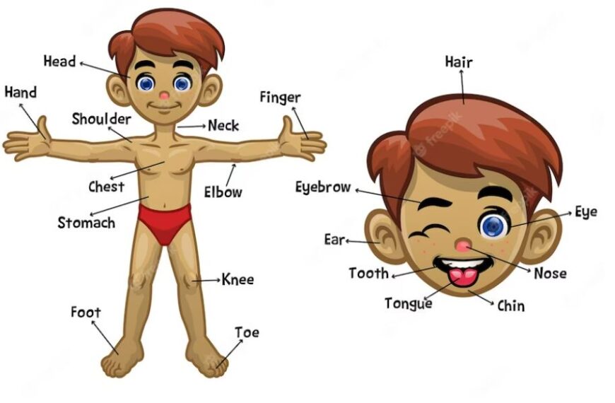 মডেল অ্যাক্টিভিটি টাস্ক স্বাস্থ্য ও শারীর শিক্ষা