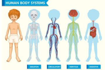 Model Activity Task Class 6 স্বাস্থ্য ও শারীরশিক্ষা