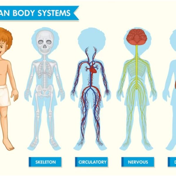 Model Activity Task Class 6 স্বাস্থ্য ও শারীরশিক্ষা