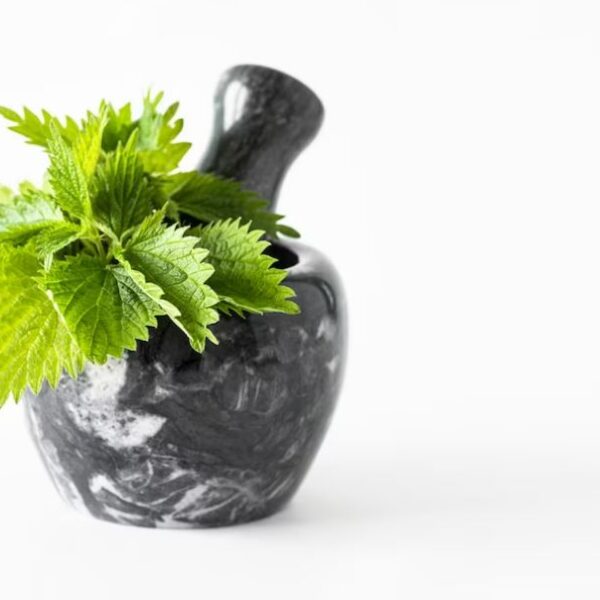 মডেল অ্যাক্টিভিটি | গাছের পাতা উপকারিতা