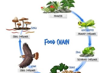 মডেল অ্যাক্টিভিটি টাস্ক Class 6 পরিবেশ ও বিজ্ঞান Part 8