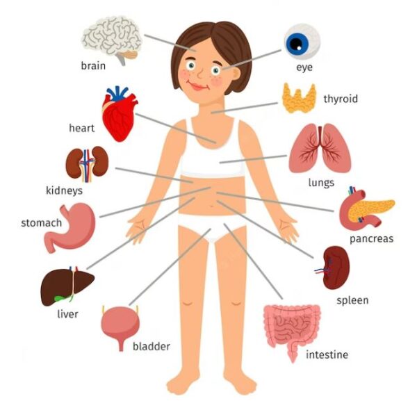 মডেল অ্যাক্টিভিটি টাস্ক Class 6 পরিবেশ ও বিজ্ঞান Part 2