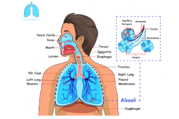শ্বসন কাকে বলে