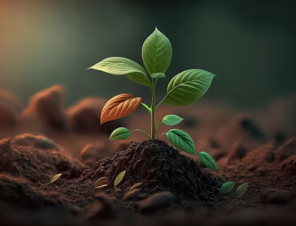 উদ্ভিদ কাকে বলে, উদ্ভিদ কোষ কাকে বলে