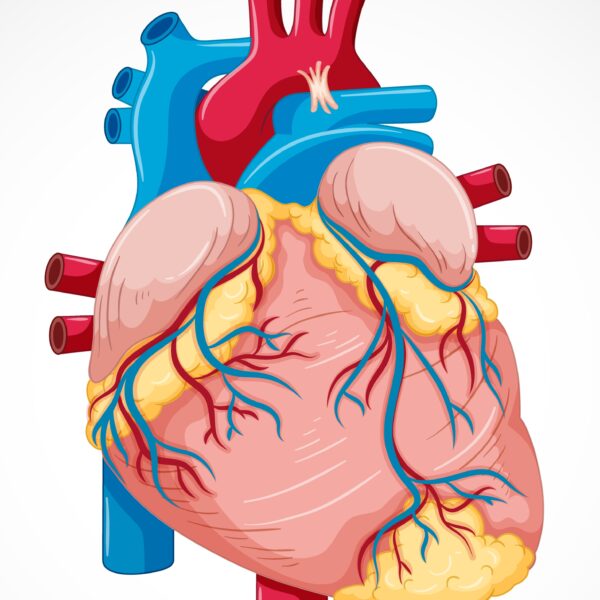 মানুষের হৃদপিন্ড, হৃদপিন্ডের গঠন ও কাজ