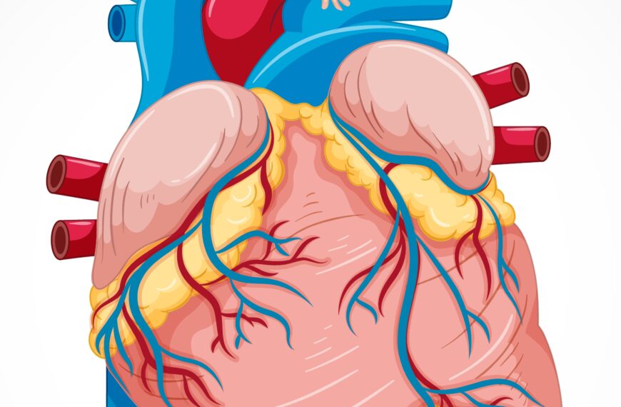 মানুষের হৃদপিন্ড, হৃদপিন্ডের গঠন ও কাজ