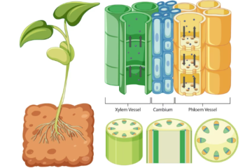 অভিস্রবণ কাকে বলে, ব্যাপন ও অভিস্রবণ এর মধ্যে পার্থক্য