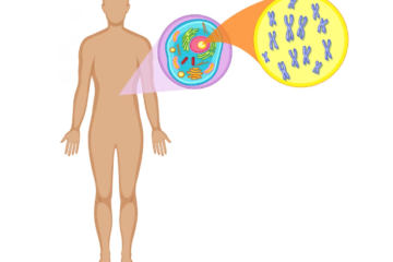 ক্রোমোজোম কাকে বলে, ক্রোমোজোমের কাজ