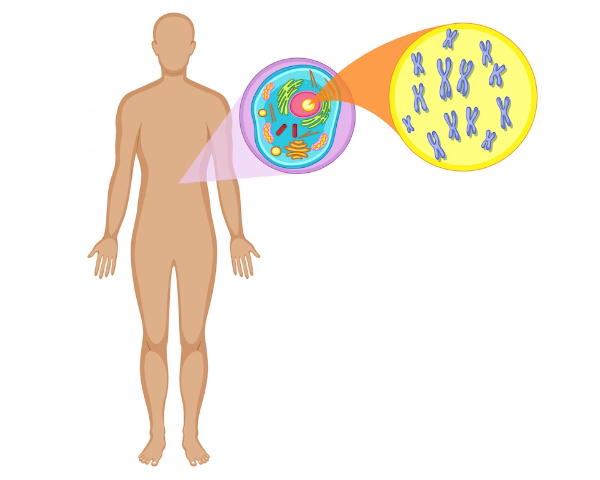 ক্রোমোজোম কাকে বলে, ক্রোমোজোমের কাজ