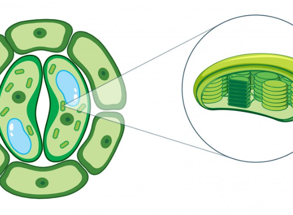 কলা কাকে বলে, টিস্যু কাকে বলে