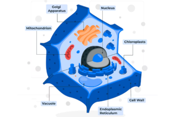 নিউক্লিয়াস কাকে বলে, নিউক্লিয়াসের গঠন ও কাজ
