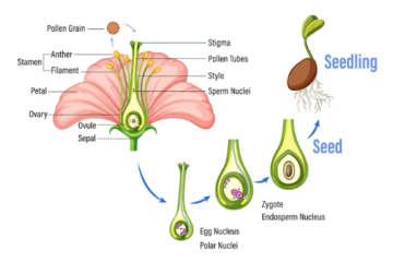নিষেক কাকে বলে, নিষেক কত প্রকার ও কি কি, উদ্ভিদের নিষেক প্রক্রিয়া, মানুষের নিষেক প্রক্রিয়া