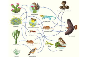 শ্রেণিবিন্যাস কাকে বলে, শ্রেণিবিন্যাসের একক কী, শ্রেণিবিন্যাসের জনক কে