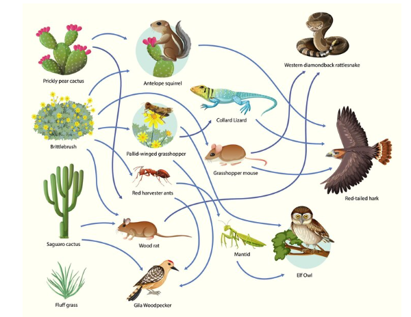 শ্রেণিবিন্যাস কাকে বলে, শ্রেণিবিন্যাসের একক কী, শ্রেণিবিন্যাসের জনক কে