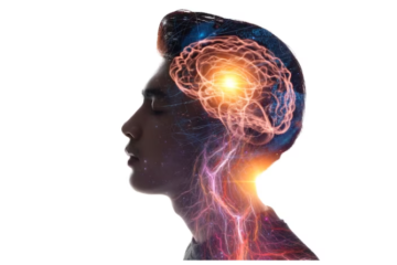 স্নায়ু কি, স্নায়ুতন্ত্র কাকে বলে, স্নায়ু কোষ চিত্র, হরমোন ও স্নায়ুতন্ত্রের পার্থক্য