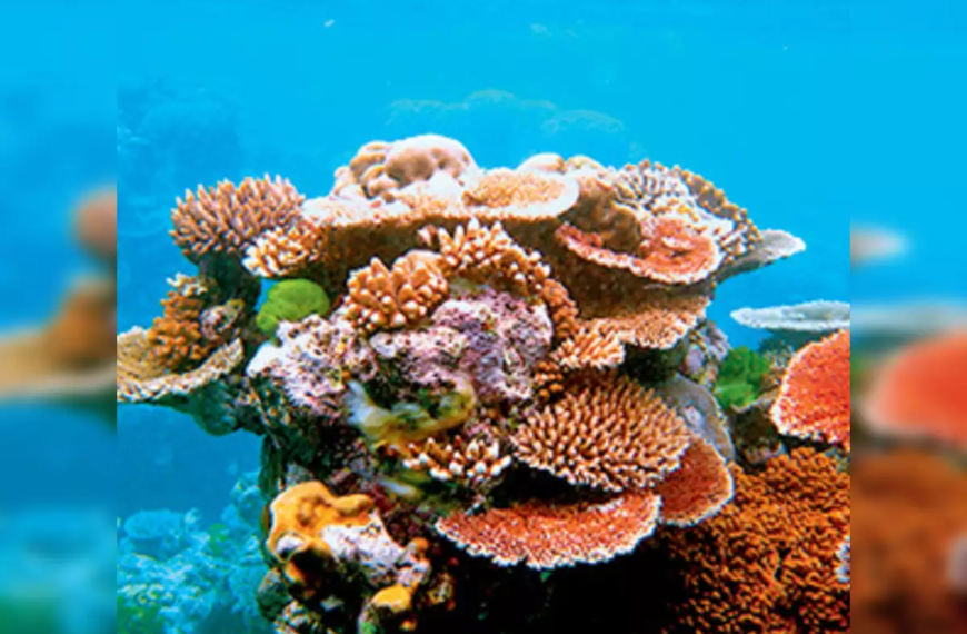 প্রবাল প্রাচীর কাকে বলে, পৃথিবীর বৃহত্তম প্রবাল প্রাচীর কোনটি, প্রবাল প্রাচীর গড়ে ওঠার কারণ