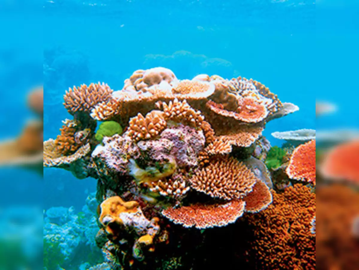 প্রবাল প্রাচীর কাকে বলে, পৃথিবীর বৃহত্তম প্রবাল প্রাচীর কোনটি, প্রবাল প্রাচীর গড়ে ওঠার কারণ